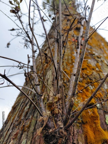 Close-up of tree trunk with dry branches and orange moss, showing natural texture and forest detail