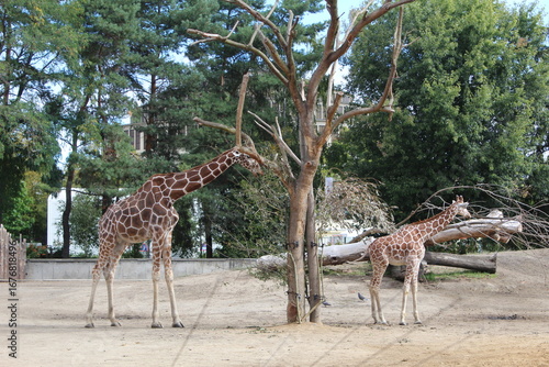 Canvas Print giraffe in the zoo