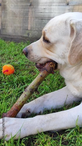  content light-colored dog lying on green grass chewing a stick outdoors ideal for pet care, canine products, and outdoor lifestyle industries  
