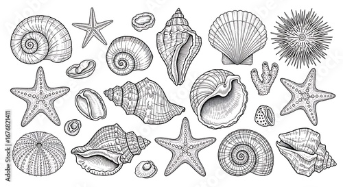 Seashells Starfish Sea Urchins Line Art Collection.