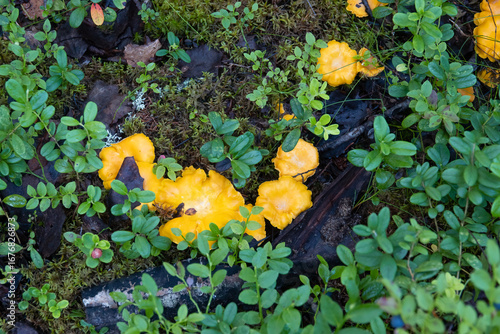 yellow chanterelle