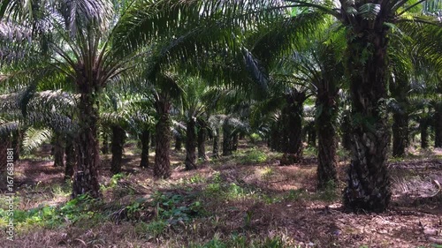 Palm Oil Tree, Palm Oil Plantation in Meratus Mountain, Borneo Rainforest	