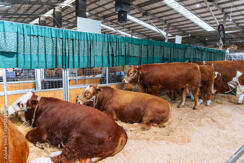 Brown and white cattle resting and standing in a livestock exhibition pen with overhead curtain, agricultural fair with multiple breeds on display