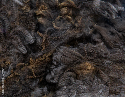 Fine Merino sheep fleece in dark tones with uniform curl structure, emphasizing dense texture and natural crimp, suitable for luxury textile craft