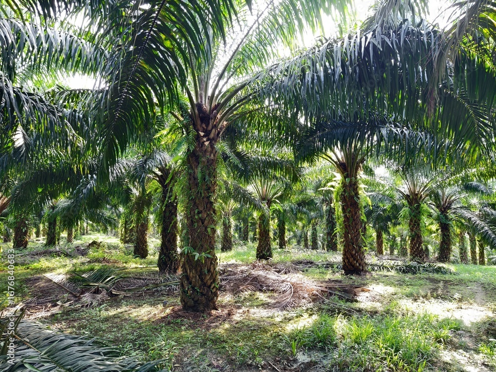 Obraz premium oil palm plantation in the morning
