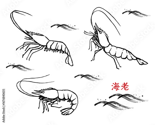 手描きの海老　線画