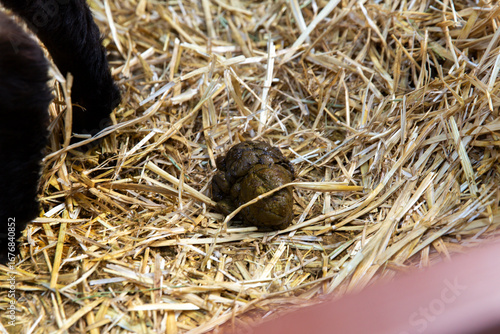 Close-up of sheep droppings on straw floor inside livestock pen, documenting natural farm environment and health monitoring for penned animals