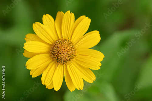 Vibrant Yellow Daisy Flower in Full Bloom Against a Soft Green Blurred Background