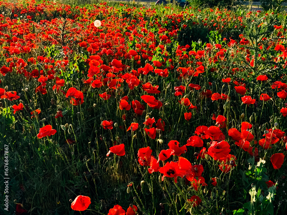 Obraz premium Poppy field at sunset, red flowers create a bright accent against the sunlight. Concept of nature, summer, freedom, energy.