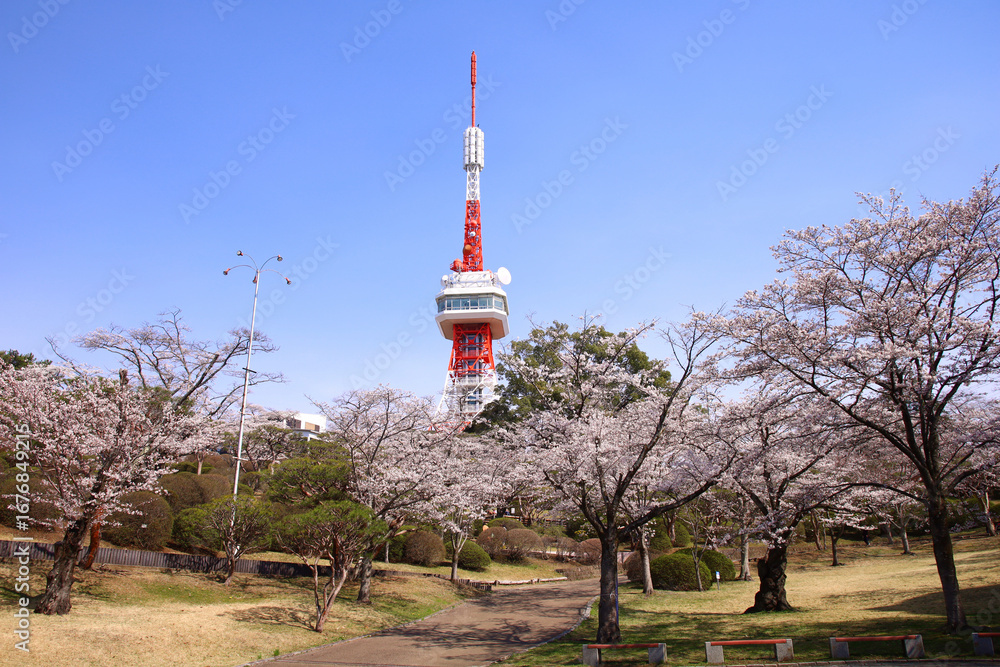 Obraz premium 宇都宮市 桜が満開の八幡山公園