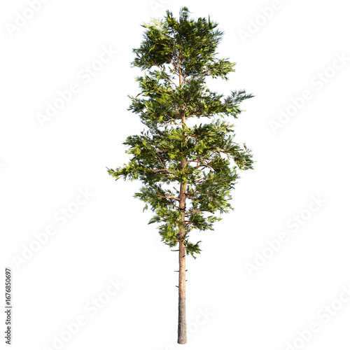 The Pine Tree Sylvestris 3d Illustration
