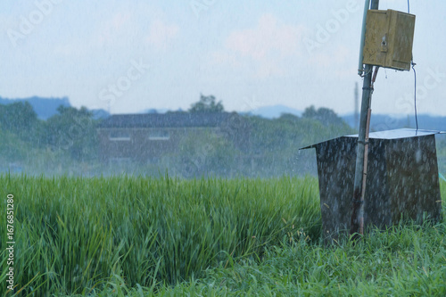 Valokuva Rice fields in the rain, rice swaying in the wind