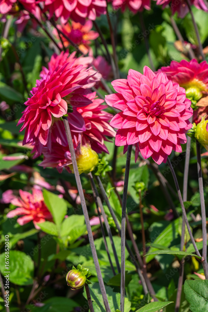 Fototapeta premium Dahlia 'American Dawn' a pink summer autumn fall flower tuber plant, gardening stock photo image 