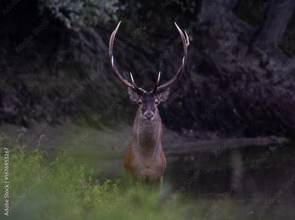 Fototapeta premium Red deer stag standing in front of camera