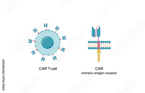 CAR T cell, Chimeric antigen receptor T cell, for use in immunotherapy. Chemotherapy. Vector illustration.