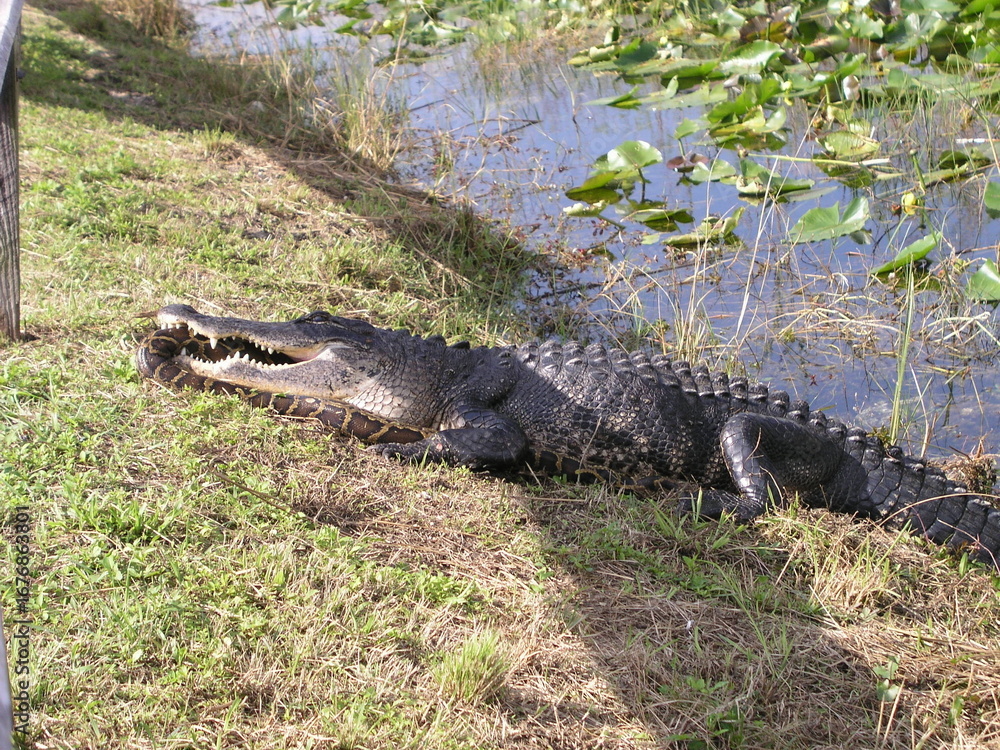 Obraz premium alligator in the swamp