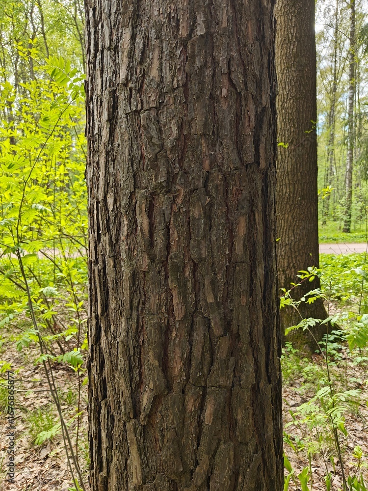 Fototapeta premium The Pine Tree Trunk Bark Photo