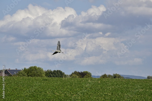 Reiher fliegt im Schaumburger Land