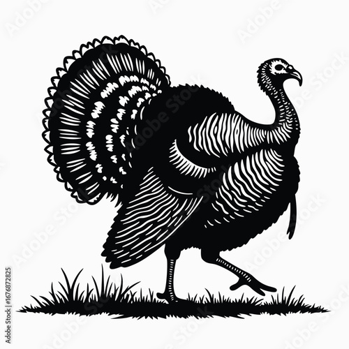 Black and white turkey walking in grass bird poultry