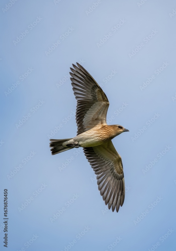 Fototapeta premium Detailed Close-up Shot of a Bird in Mid-Flight Against Clear Blue Sky