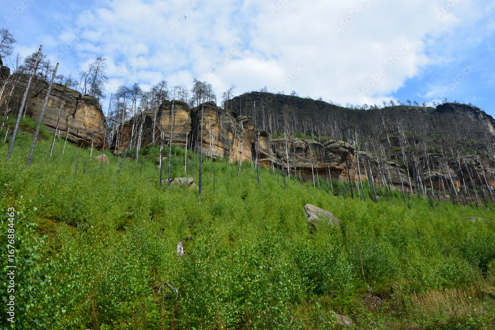 Obraz premium Majestic sandstone cliffs rise above a vibrant green forest of young trees, showcasing nature's powerful recovery after a fire