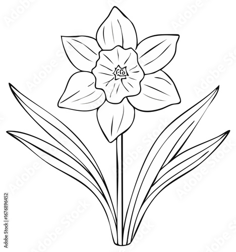 Elegant Daffodil Flower Illustration with Delicate Petals and Elongated Leaves for Botanical Design