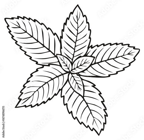Stylized Mint Leaves Illustration Aromatic Herb Plant Outline Drawing