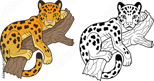 leopard, outline illustration, coloring page for kids