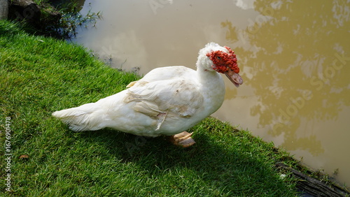 white duck near the river