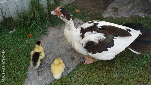 Mother duck and two duckling