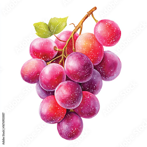 Watercolor Illustration of a Cluster of Vibrant Pink Grapes