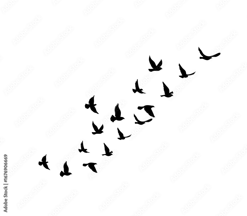 Fototapeta premium Wild bird flock silhouettes isolated on white, perfect for tattoo and pattern art