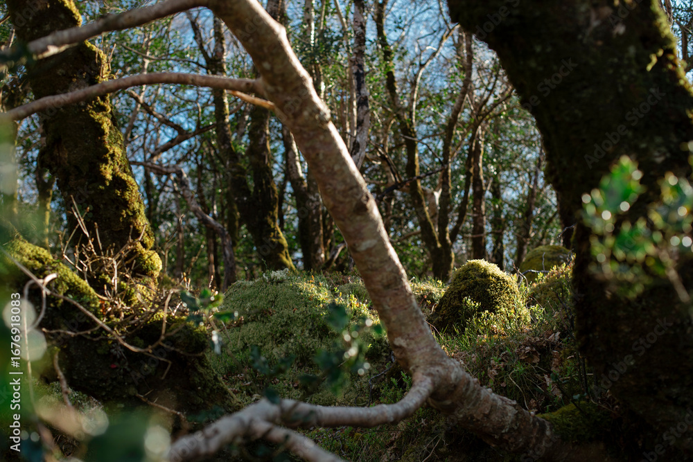 Fototapeta premium Close-up of mossy forest floor with fallen branches and natural woodland textures
