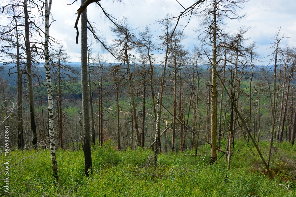 Obraz premium A high-angle view of a valley in recovery, with a carpet of new green growth covering the forest floor among bare trees