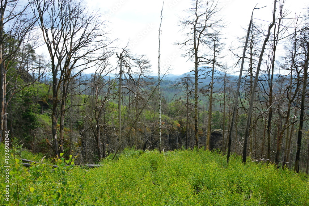 Obraz premium A vibrant carpet of new green saplings covers the forest floor, a stark contrast to the skeletal burnt trees still standing