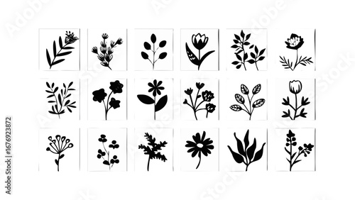 Botanical illustrations on white backgrounds floral