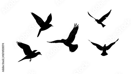 Elegant Swan Silhouette bird water bird
