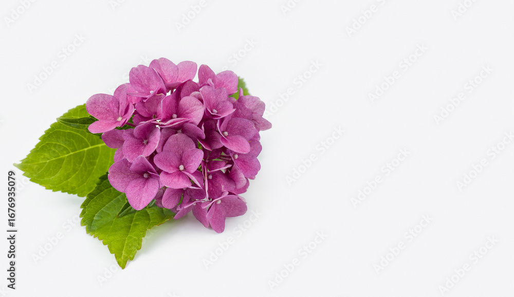 Fototapeta premium Hydrangea macrophylla flower in red color on a white background