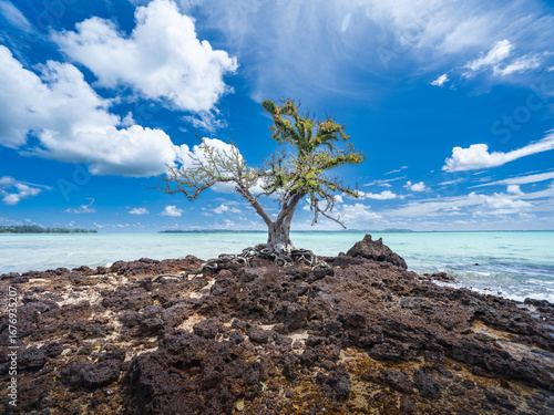 Lonely tree growing on rocky seaside against bright blue sky and turquoise ocean. Unique coastal landscape, resilience in nature, and tropical seascape scenery.