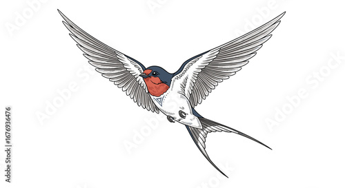 A beautiful barn swallow bird in flight showcasing its elegant wings and forked tail feathers in a detailed illustration