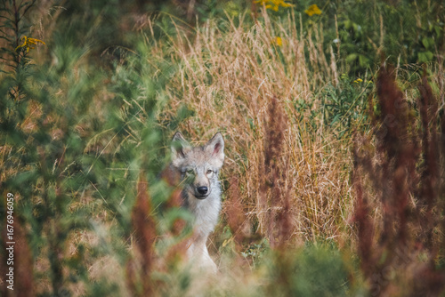 Timberwolf cub in the forest