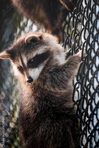 Raccoons sitting on a fence