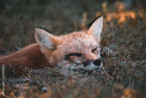 Sleepy red fox in the woods of Nova Scotia