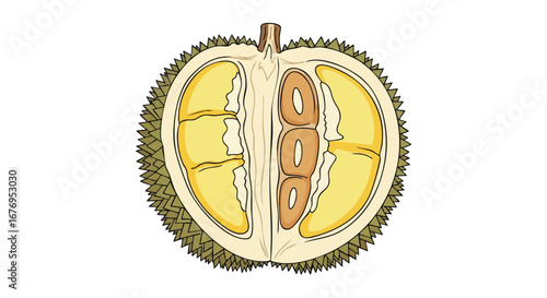 Detailed illustration of a durian fruit cut in half, revealing its creamy yellow segments and seeds against a white backdrop