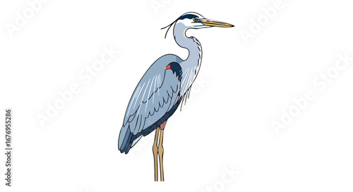 Elegant heron standing gracefully showcasing its slender neck and striking blue plumage on a plain background
