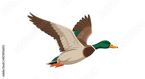 Elegant Mallard Duck in Flight: A Captivating Avian Illustration Showcasing Natural Beauty and Graceful Movement