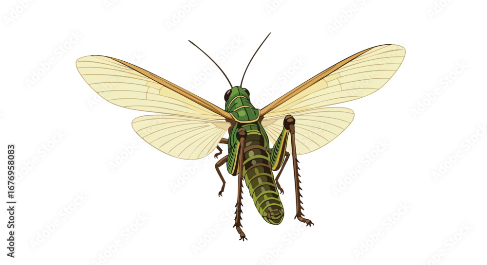 Fototapeta premium Detailed illustration showcasing a grasshopper with transparent wings perched against a white backdrop creating a visually striking botanical study