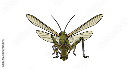 Detailed Illustration of a Green Grasshopper with Outstretched Wings on a White Background meticulously captured its characteristic featuress