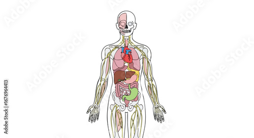 Anatomical illustration of a human body, showcasing the skeletal and digestive system, medical concept illustration, detailed organs displayed, full