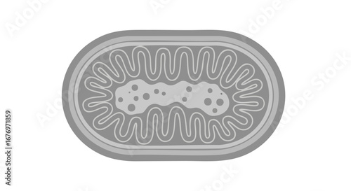 Detailed gray scale illustration of a Mitochondrion representing cellular structure and energy production processes inside a cell, simple and